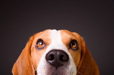 Beautiful beagle dog isolated on containing adorable, animal, and background, an Animal Photo by MadPhotos