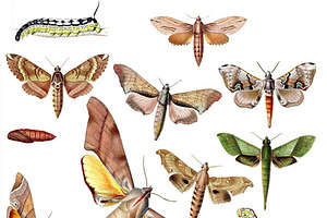 Vintage Moth & Caterpillar Images