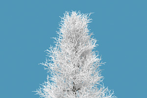 Snow Tree