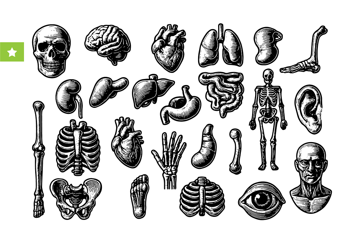 Human Anatomy Organs & Skeleton Set, an Object Graphic by RT Studio