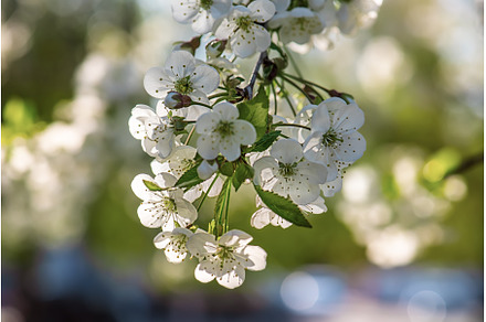 Cherry flowers frame, a Nature Photo by Nature and travel