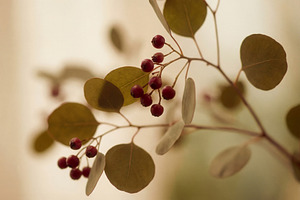 Minimalist eucalyptus branch, a Nature Photo by Virgo Studio