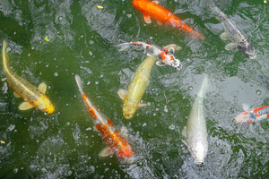 Colorful koi fish in the pond of Hiroshima Castle, Japan, an Animal Photo by GoodGoods