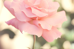 Perfectly Pink Rose in Garden