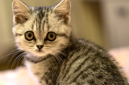 Tabby Red Exotic Cat 1 preview 2