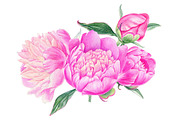 Peonies, a Decorative Illustration by Watercolor life (Thumbnail 5 of 6)