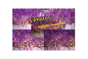 Purple Wisteria Flower Photo Bundle, a Nature Photo by Silent Nature (Thumbnail 1 of 6)