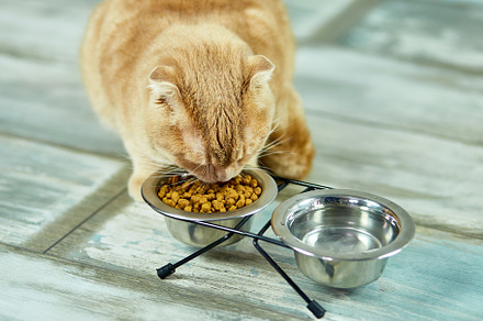 Adorable cat eating dry crunch food, an Animal Photo by IlliaBondarPhotography