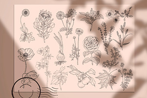 Procreate Stamps Botanic Brushes