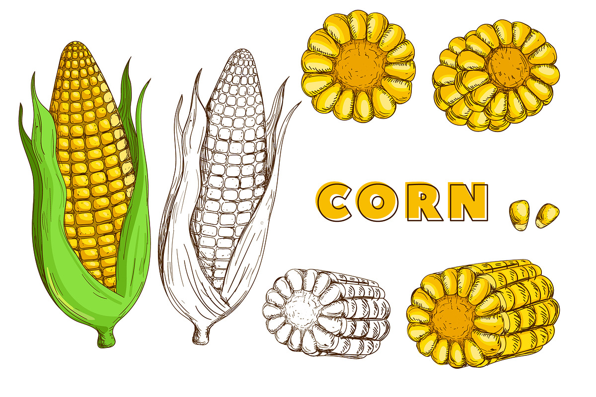 Vegetables in the Vintage Style, a Healthcare Illustration by Alfazet Chronicles (Photo 14 of 15)