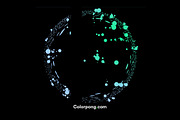 Cosmos, an Illustration by Colorpong (Thumbnail 7 of 10)