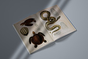 Complete Natural History of Reptiles, an Animal Illustration by Dene Studios (Thumbnail 4 of 11)