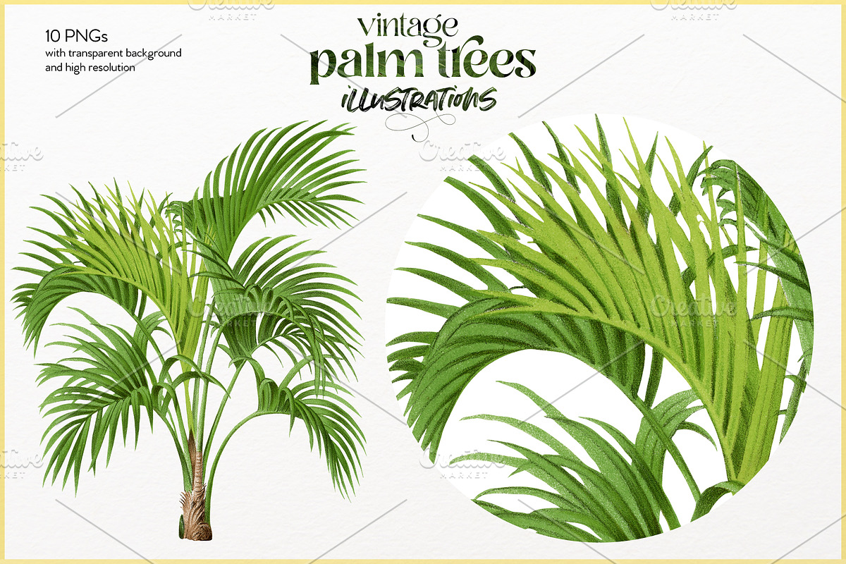 Vintage palm tree illustrations, a Decorative Illustration by Natalka Dmitrova art (Photo 4 of 8)