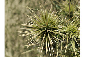 Picture of Echinops spiny ball, a Nature Photo by LogosDen