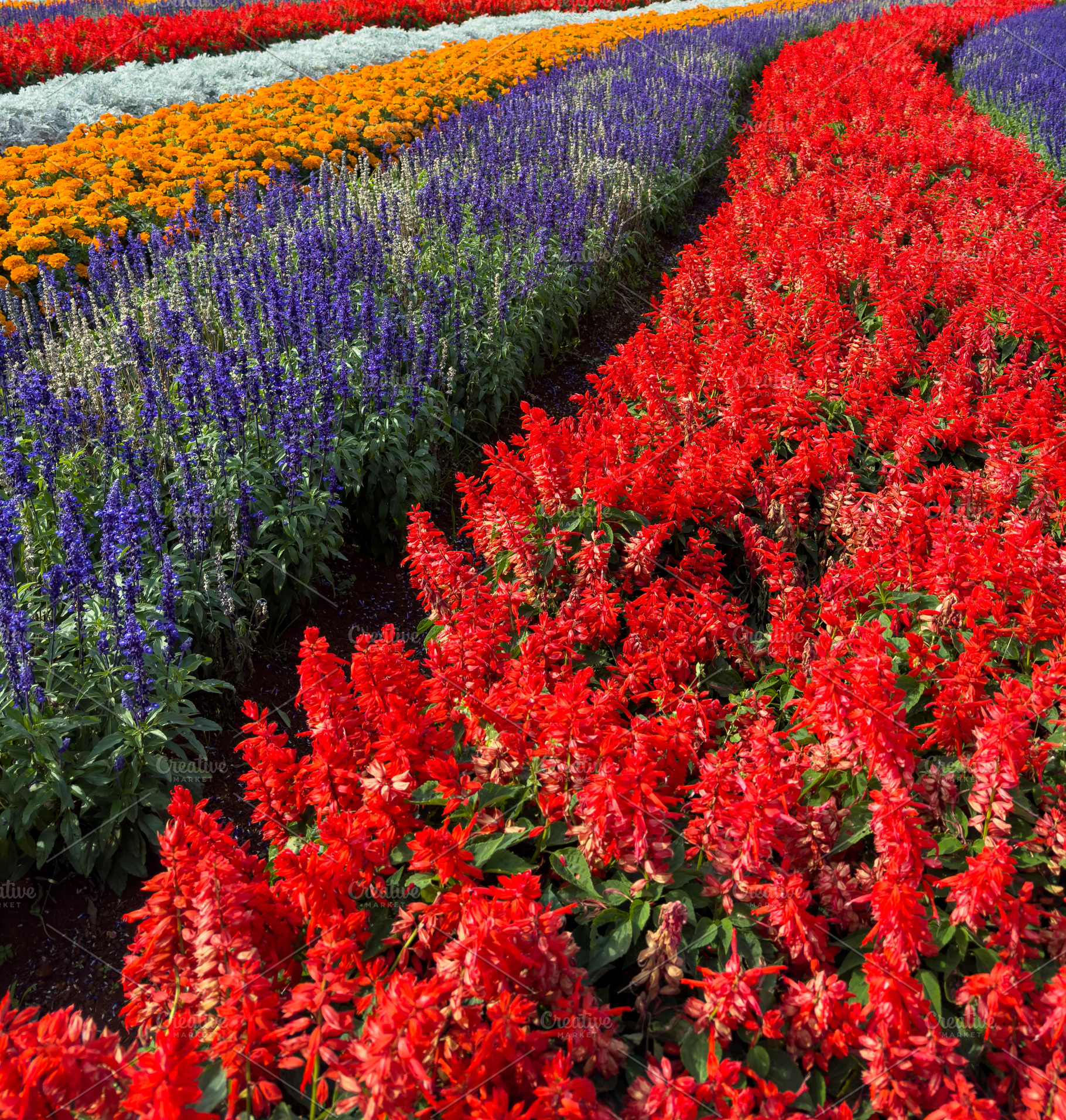Salvia And Cockscomb Flowers Garden Background, a Nature Photo by THP Creative