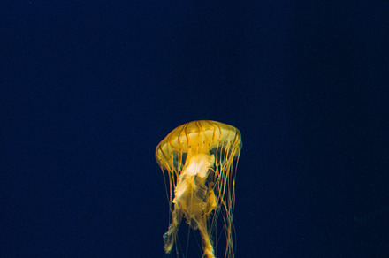 Jelly Fish