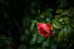 After the storm stock photo containing rose and roses
