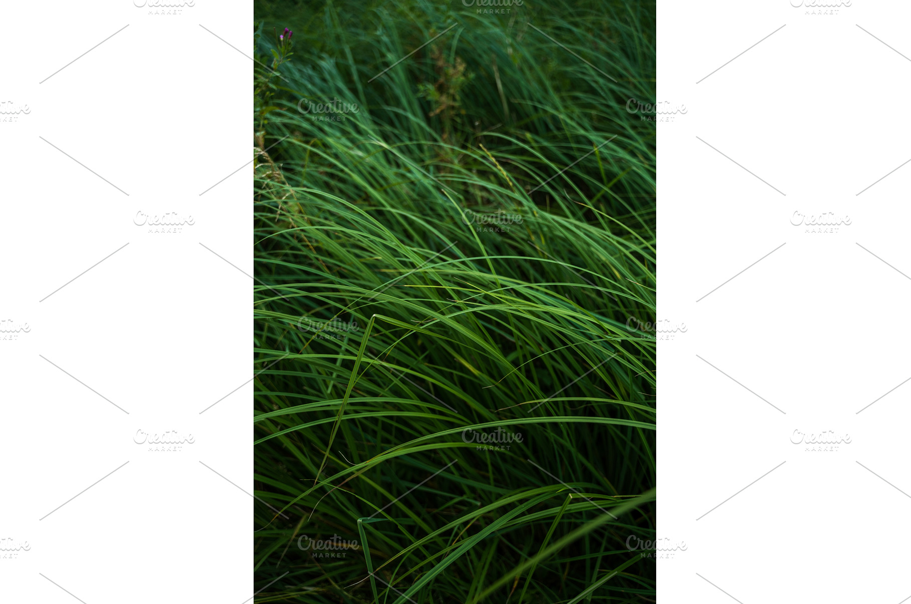 Wild tall grass swaying in natural, a Nature Photo by volodymyrshtun13795