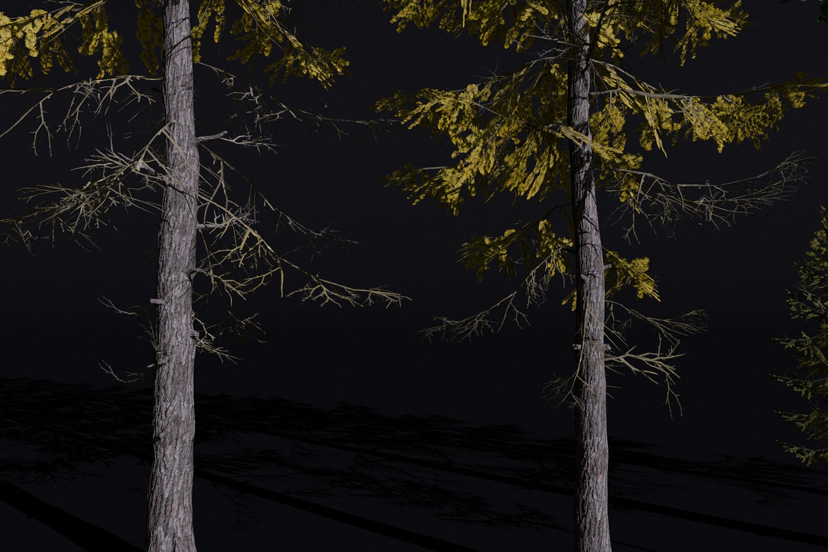 The European Larch Tree, a Plants & Tree 3D Model by FuturePastCreatives (Photo 3 of 9)
