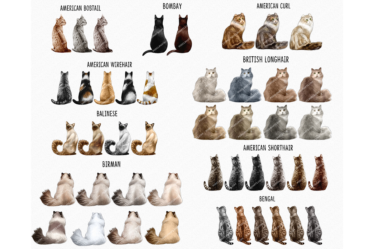 Cat, Cute Cats Clipart PNG, an Animal Illustration by Podcliparts (Photo 4 of 4)