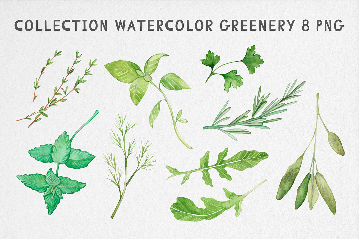 Watercolor Garden Herb Set, a Food Illustration by MilanaDesignShop (Photo 2 of 3)