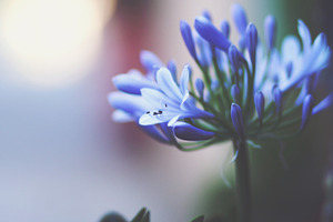 Agapanthus featuring blossom, bokeh, and spring