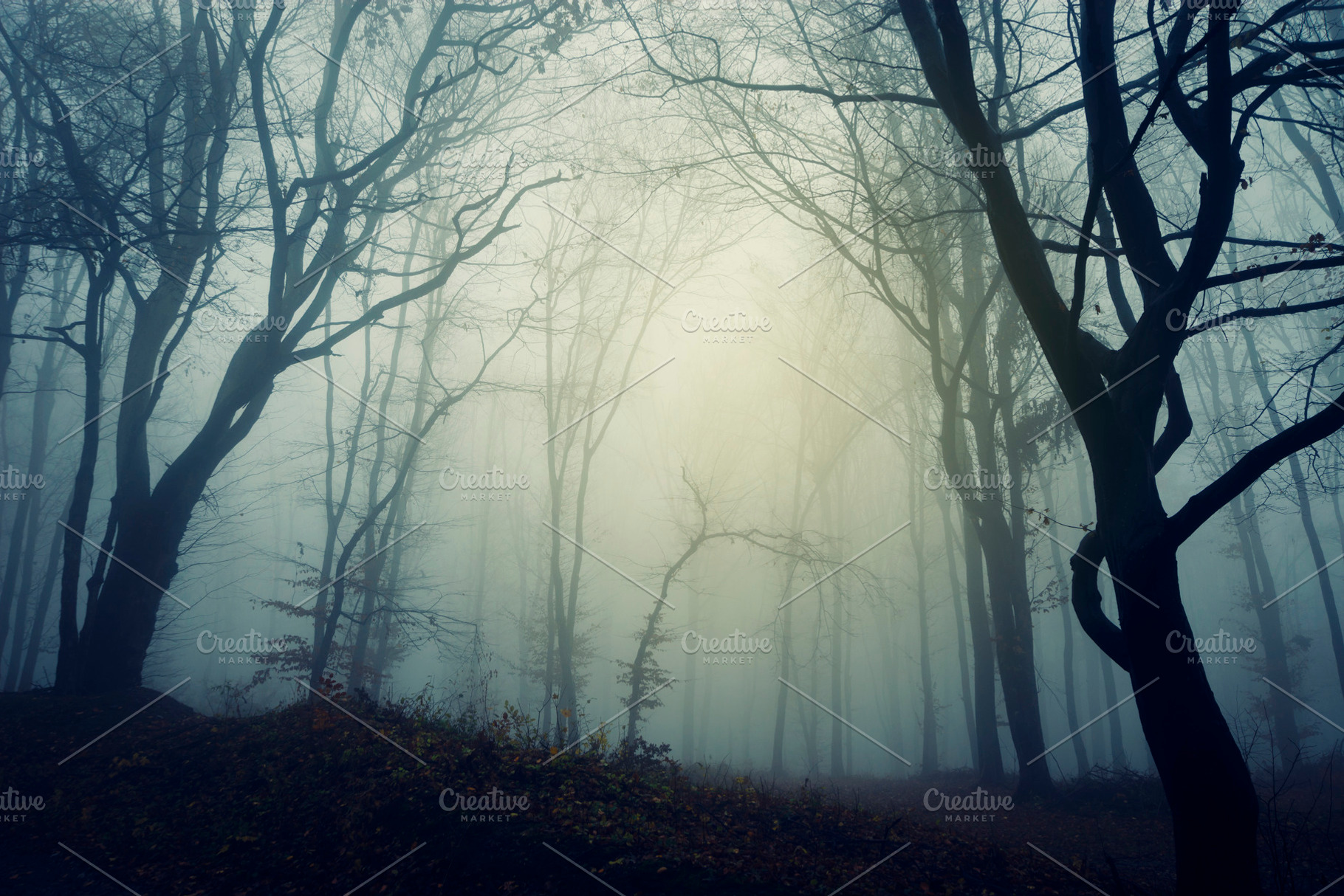 Haunted forest on Halloween, a Nature Photo by Atmospheric visuals
