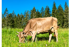 Grazing cow in the Swiss Alps, an Animal Photo by Leonid Andronov