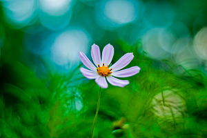 8 petals