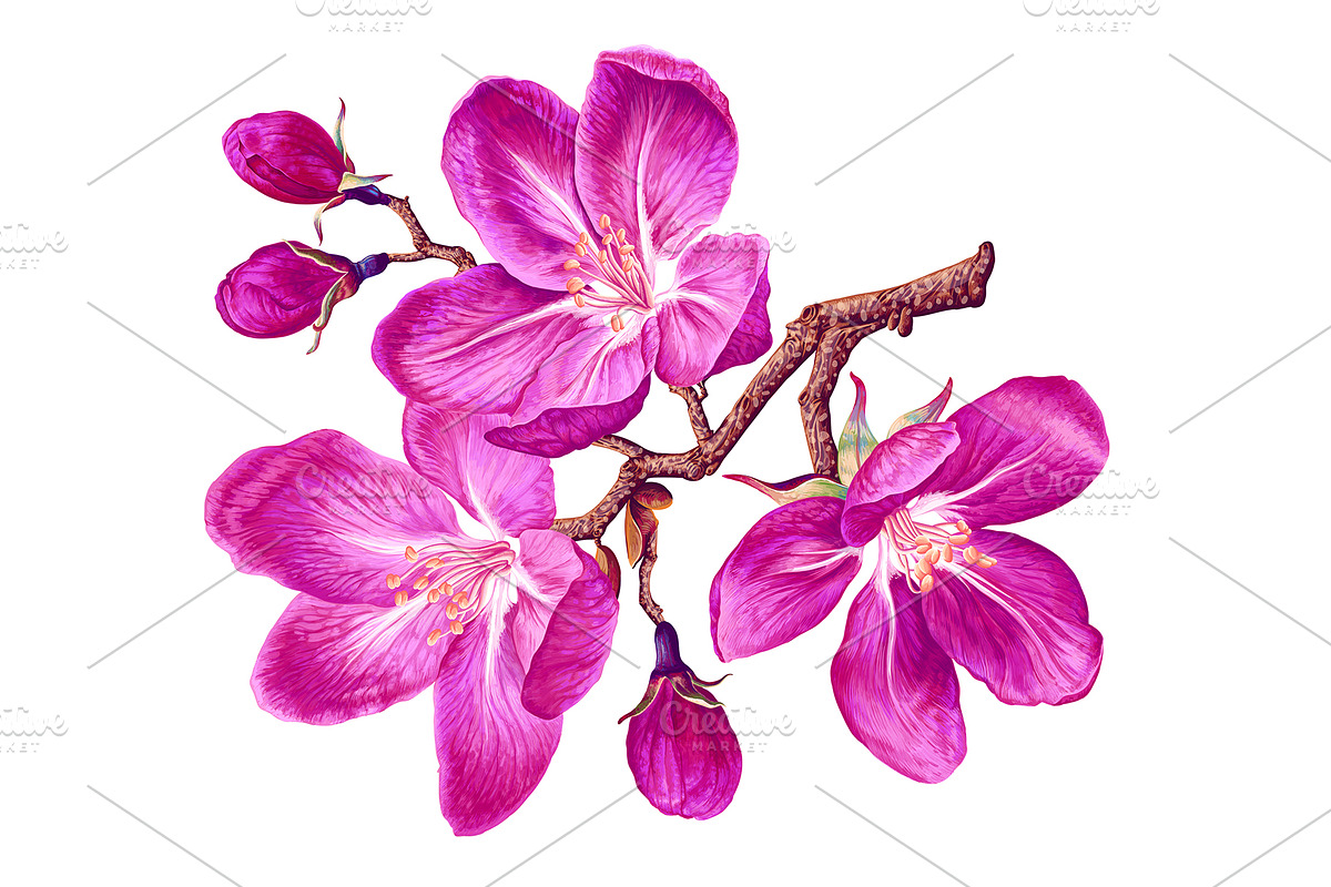 4 Apple Tree Flower Branches, an Illustration by MarynaPetrovska (Photo 4 of 14)