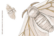 Silk moth metamorphosis, an Animal Illustration by handsketched (Thumbnail 3 of 8)