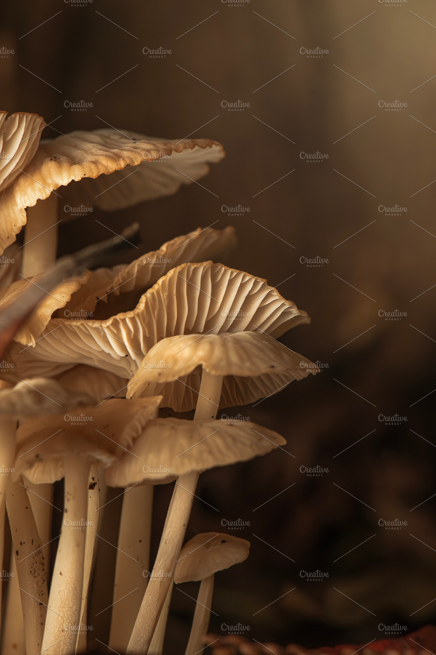 Gymnopus Mushrooms, a Nature Photo by Rob D Animal Photography
