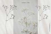 Meadow Flowers Bundle volume 2, an Illustration by Pigment Café (Thumbnail 4 of 6)