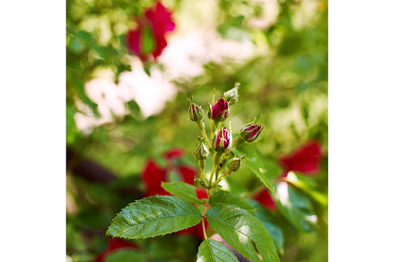 Fresh beautiful rose buds, a Nature Photo by Oleksandr Berezko