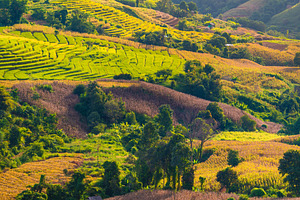 Terraced rice field in Chiang Mai