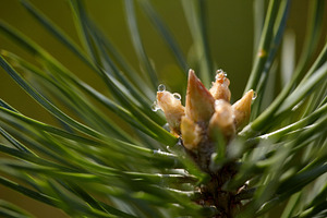 Pine Bud with Resin Droplets: Natures Sticky Secret. Pine Tree Bud with Sap Dro, a Nature Photo by Rohan Photography