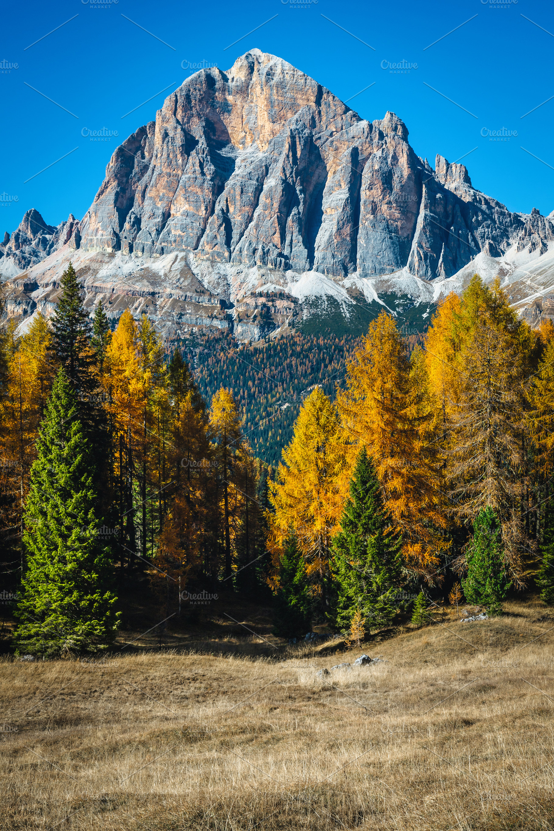 Autumn larch forest in Dolomites, a Nature Photo by Alpine Dreams