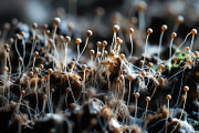 72 Microscopic Fungi Backgrounds, a Background Graphic by h.utomo (Thumbnail 64 of 72)