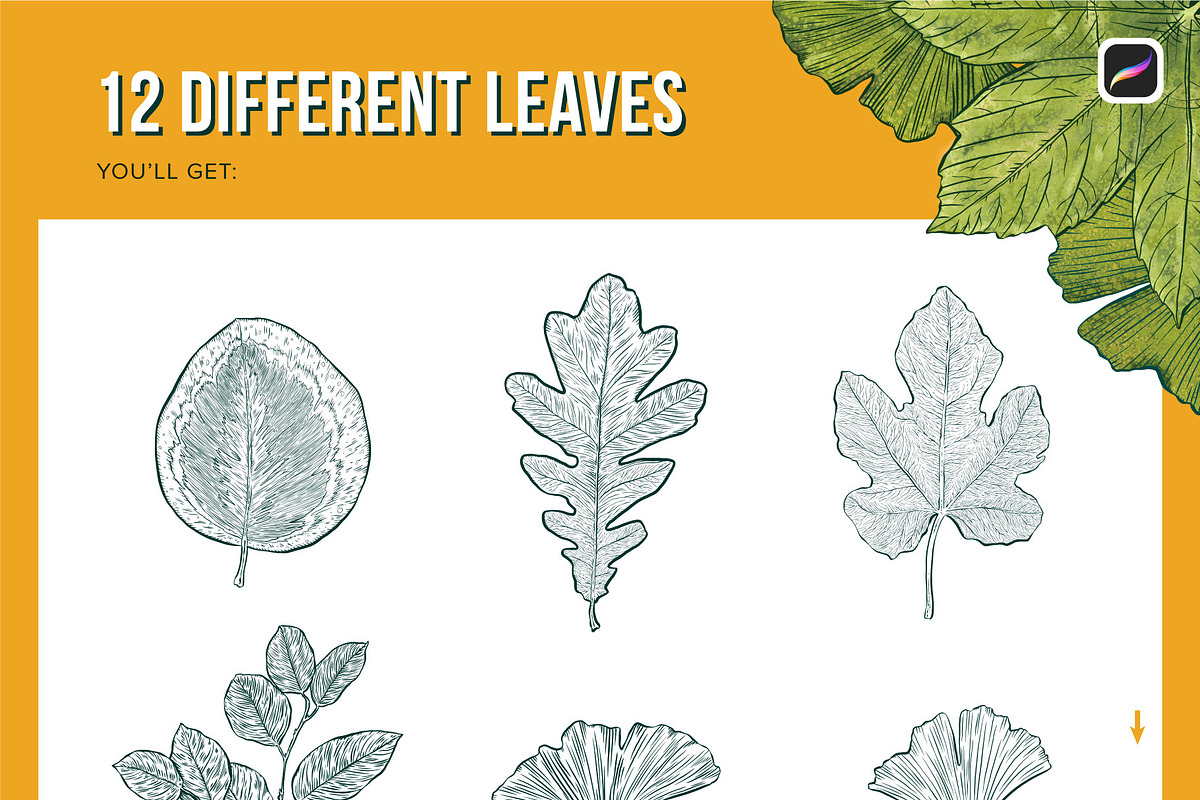 12 Leaf Procreate Stamp Brushes, a Brush Add-On by Riveros Illustration (Photo 3 of 11)