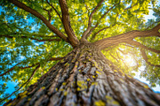 98 Trees view from below, a Nature Photo by Handmadefont (Thumbnail 79 of 98)