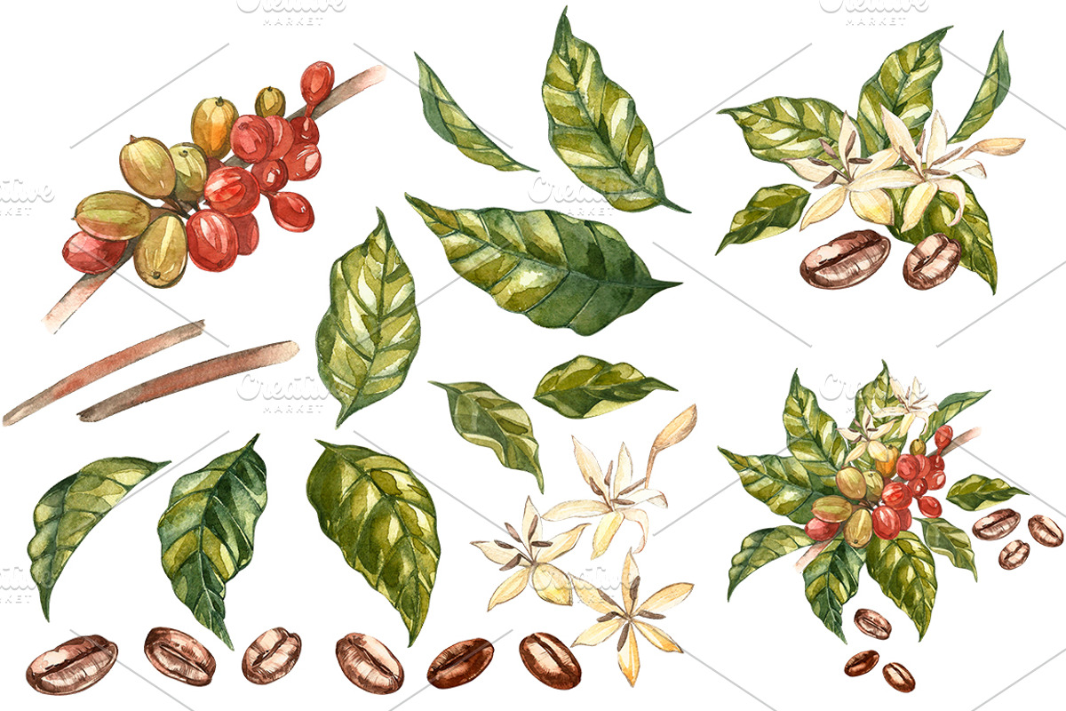Coffee in botanical style, a Food Illustration by Ann Astro (Photo 3 of 9)