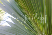 Holistic Lifestyle Bundle (Green), a Health & Medical Photo by Wellness Stock Market (Thumbnail 4 of 37)