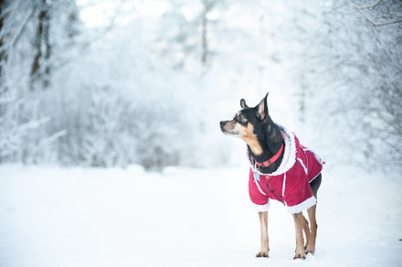 Dog in a sweater, and a sheepskin, an Animal Photo by WildStrawberry Magic