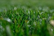 Green grass close up, a Nature Photo by Ana Dee Photography (Thumbnail 1 of 2)