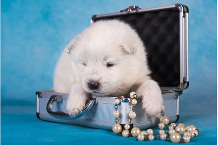 White fluffy small Samoyed puppy dog, an Animal Photo by COLORFUL