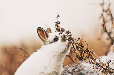 Cute bunny featuring bunny, easter, and cute