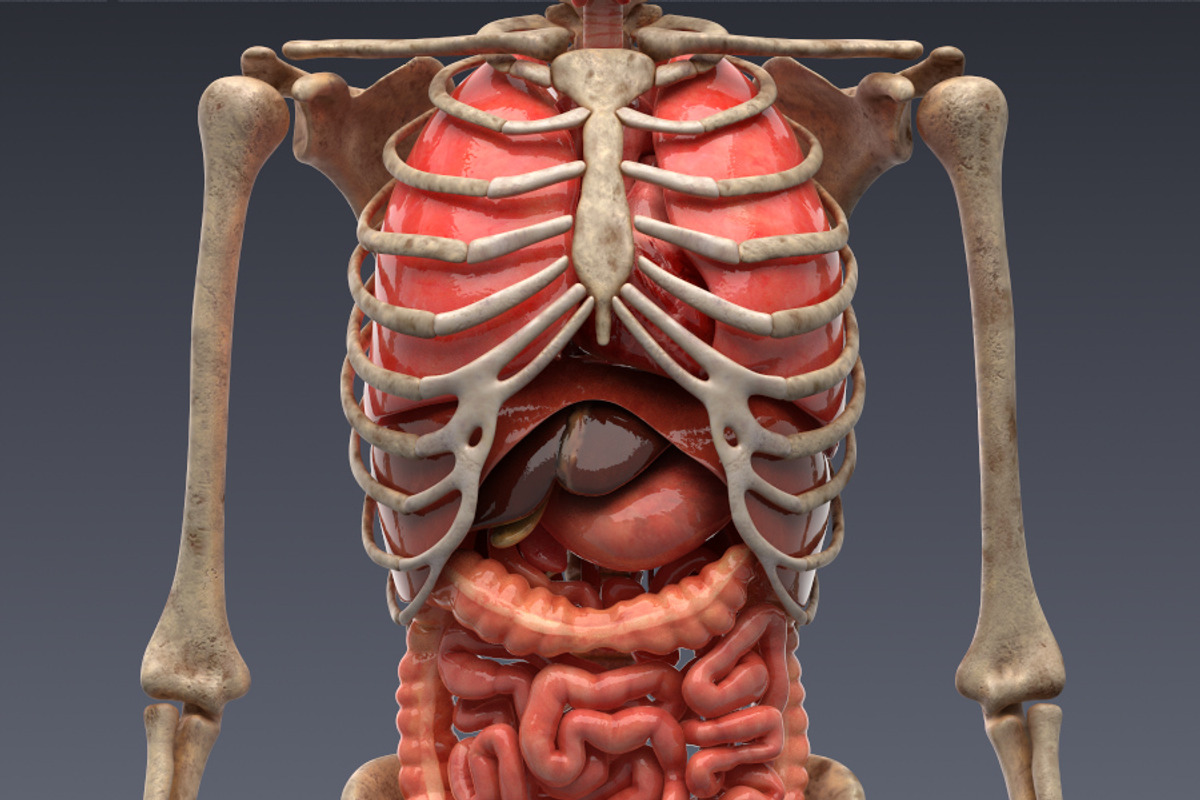 Animated internal organs, skeleton, a Characters & Person 3D Model by konstantin.ermolaev (Photo 1 of 29)
