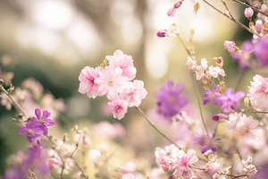 Delicate pink and purple blossoms blooming, creating a soft spri, a Photo by Studio ANNA