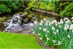 White narcissuses at the keukenhof spring garden the netherlands stock photo, a Nature Photo by Leonid Andronov
