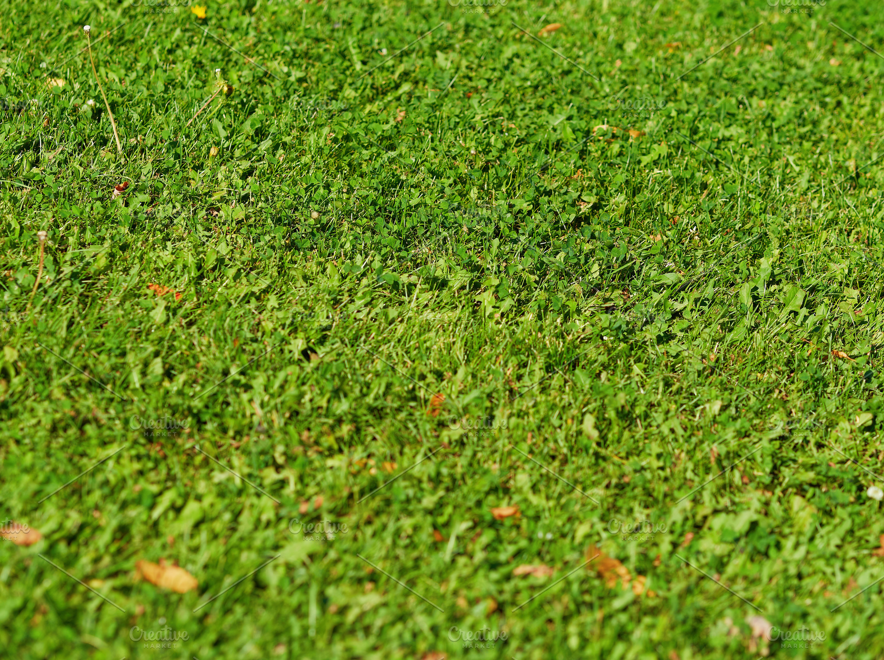 Green grass lawn in city park background, a Nature Photo by RETROWAVE '88
